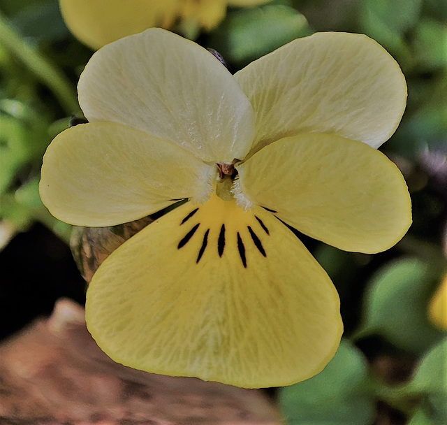 Macro Mondays: Thema "Erste Frühlingsboten"