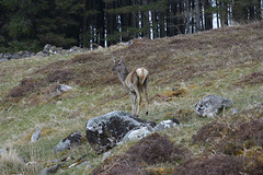 NC500 GT. - 21 –Bone Caves