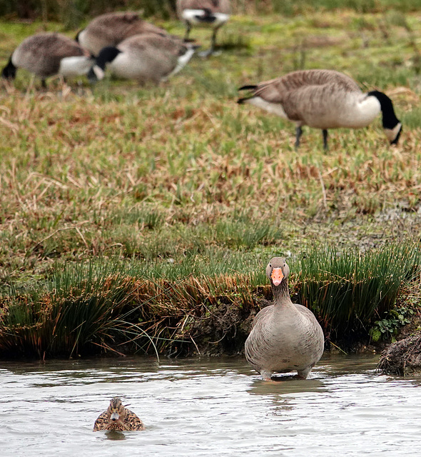 Greylag goose, Mallard, Canadian geese