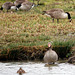 Greylag goose, Mallard, Canadian geese