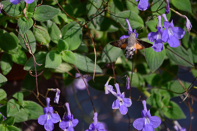 always in flight (Streptocarpus)