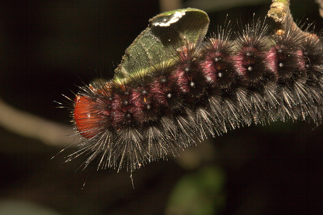 IMG 8665caterpillar