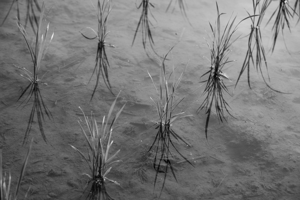 Rice seedlings