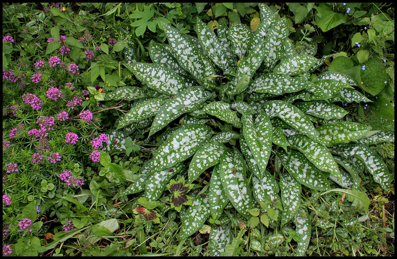 Pulmonaire