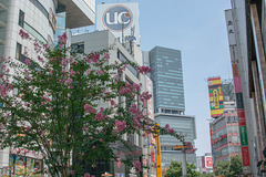 Crape-Myrtle in downtown