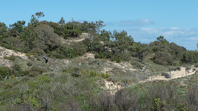 Les Sables Boisseau, Dünenvegetation - 2016-04-28_D4_DSC7083