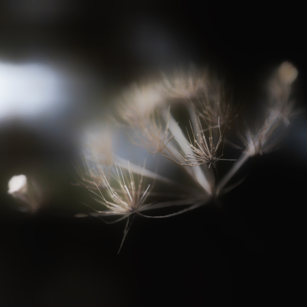 seed head 1