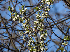 20170403 0021CPw [D~LIP] Baumblüte Bad Salzuflen