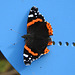 Red Admiral