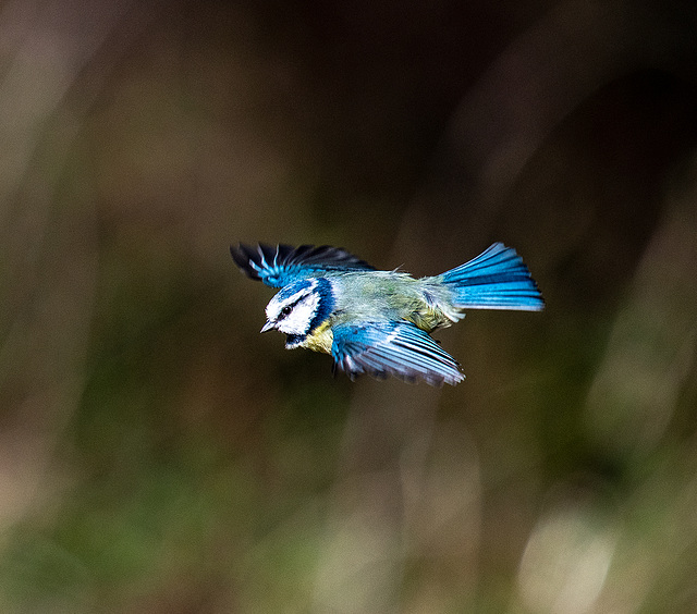 Blue tit