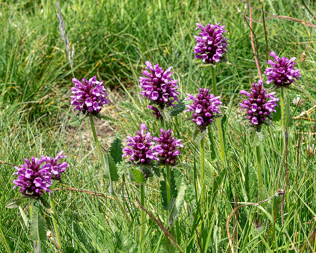 Stachys pradica