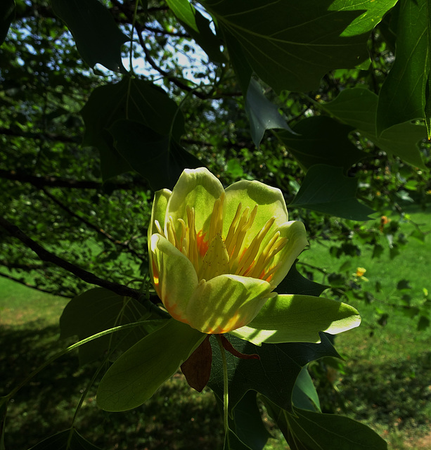 Schlosspark Eggenberg