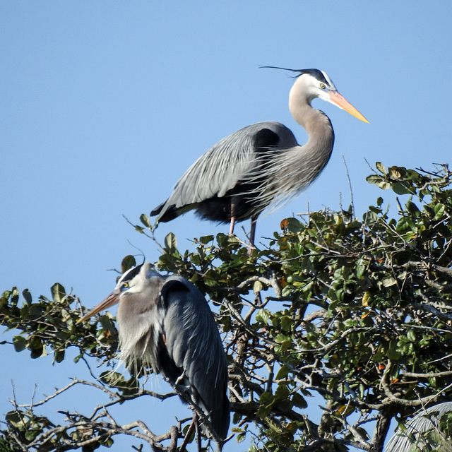 Day 3, Great Blue Herons, Rockport rookery Day 3, Great Blue Herons, Rockport rookery