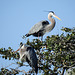 Day 3, Great Blue Herons, Rockport rookery