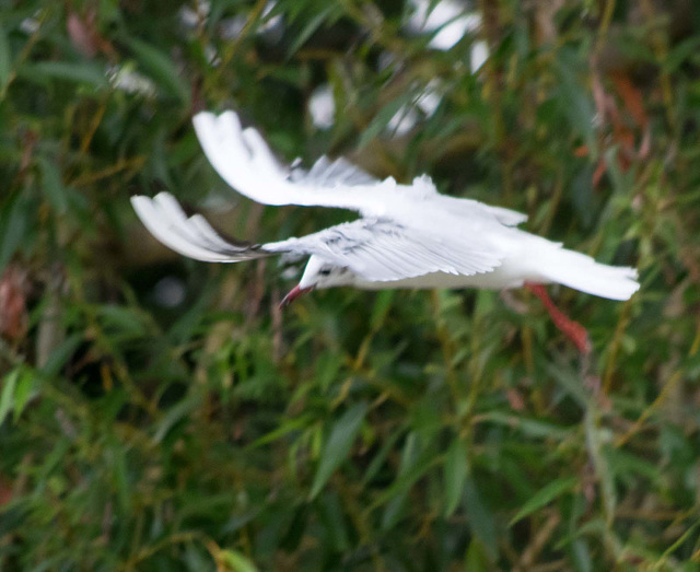 Gull flight photo 6