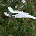 Gull flight photo 6