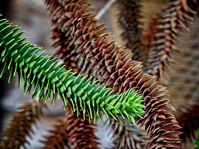 Monkey Puzzle