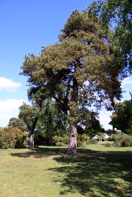 Canada Common