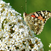 Distelfalter