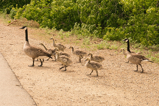 strolling geese