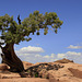 Juniper at Dead Horse Point