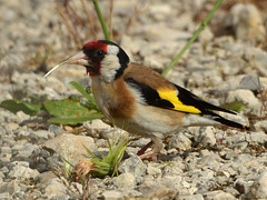 Chardonneret élégant