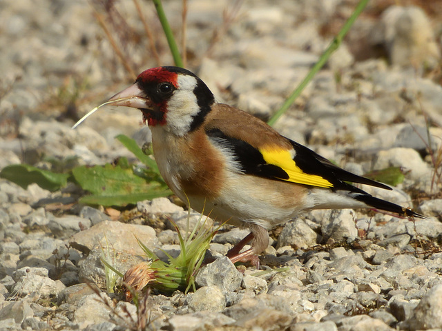 Chardonneret élégant