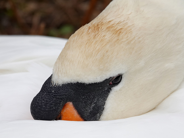 Mute swan