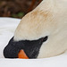 Mute swan