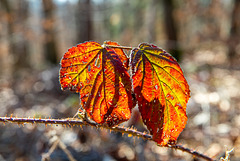 stacheliger Herbstgruß