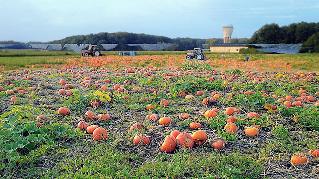 Pumpkin harvest in the Feed Pool under the Hydraulic tower on hamlet of Vrebos in Everberg, my hometown, enough pumpkins to make Halloween pumpkin... And pumpkin soup of course Pumpkin harvest in the Feed Pool under the Hydraulic tower on hamlet of Vrebos in Everberg, my hometown, enough pumpkins to make Halloween pumpkin... And pumpkin soup of course