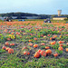 Pumpkin harvest in the Feed Pool under the Hydraulic tower on hamlet of Vrebos in Everberg, my hometown, enough pumpkins to make Halloween pumpkin... And pumpkin soup of course