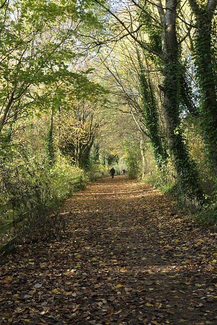 HFF ~ Another Autumn walk