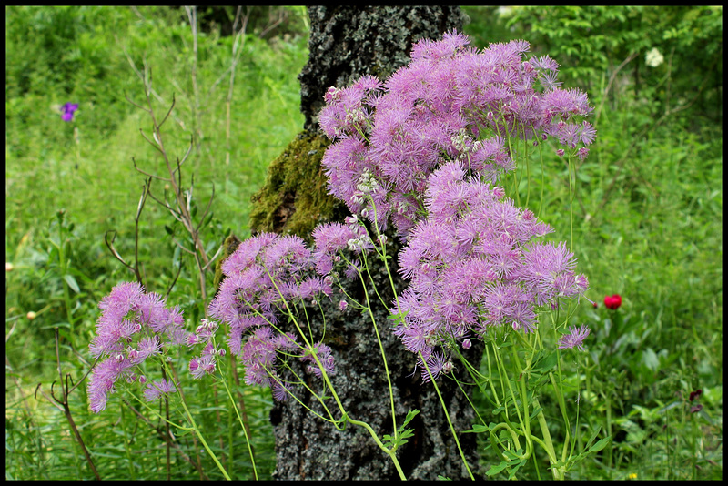 Thalictrum