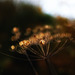 golden seed head