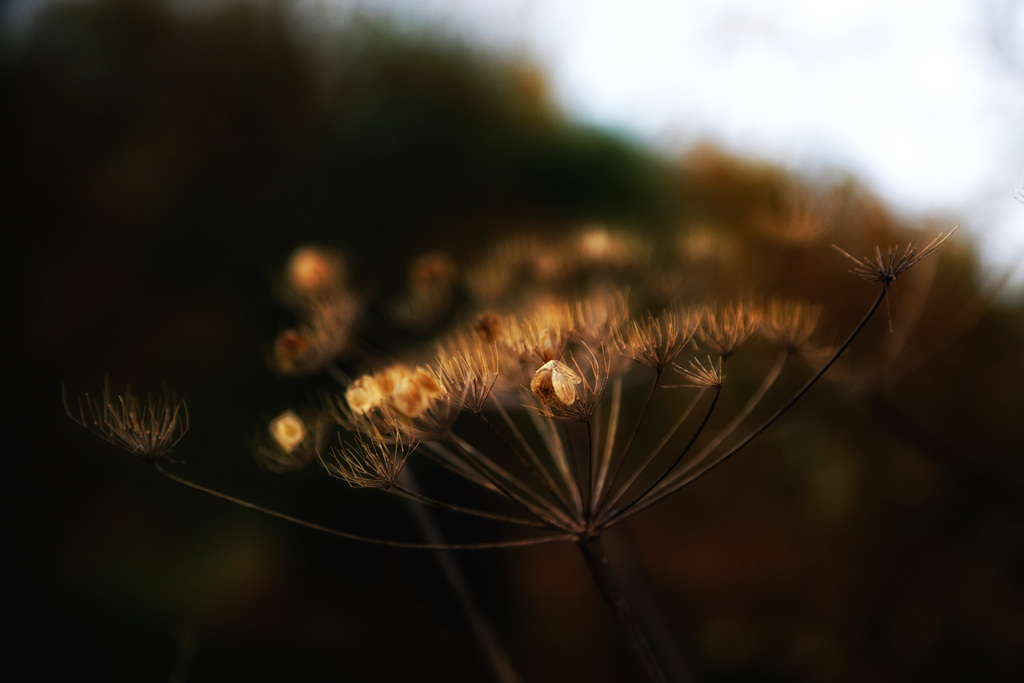 golden seed head