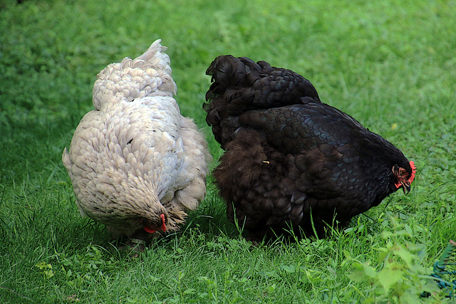 Depuis une semaine , j'ai fait l'acquisition de trois poules de race Cochin