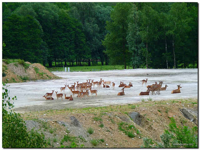 Cervi e cerbiatti-Deers and fawns