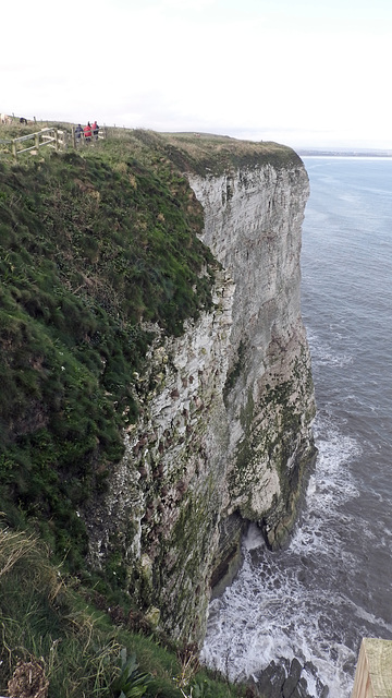 Bempton Cliffs