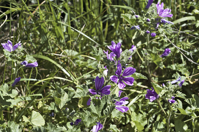 By the Side of the Road – Near Hotel Sindhura, Vejer de la Frontera, Cádiz Province, Andalucía, Spain