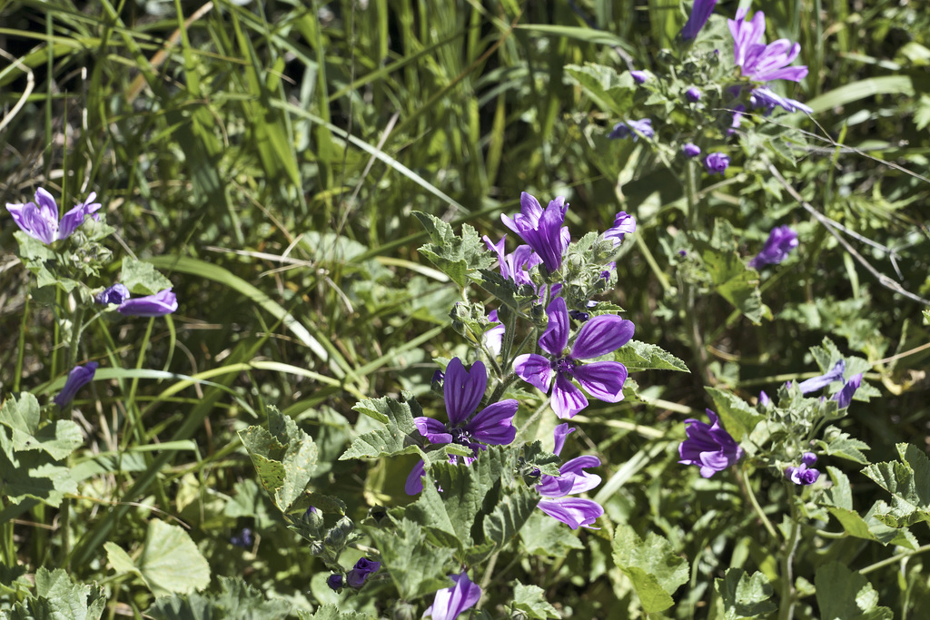 By the Side of the Road – Near Hotel Sindhura, Vejer de la Frontera, Cádiz Province, Andalucía, Spain