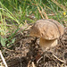 Steinpilz (Boletus)