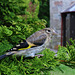 Young Goldfinch