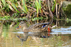 Mrs Mallard.