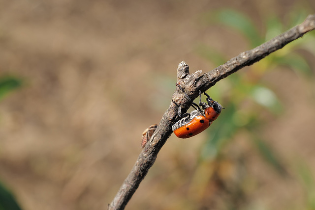 Hippodamia convergens