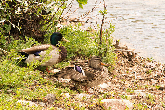 momma and poppa duck