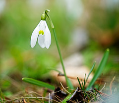 Neben dem Bach habe ich ein paar Schneeglöckchen entdeckt :))     Next to the stream I discovered a few snowdrops :))  A côté du ruisseau, j'ai découvert quelques perce-neige :))