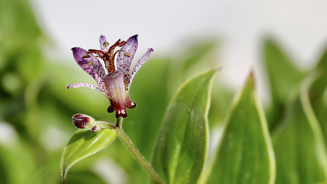 Tricyrtis