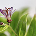 Tricyrtis