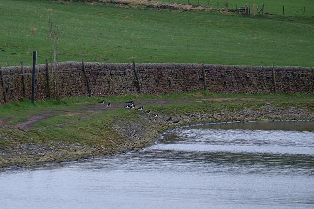 Oystercatchers